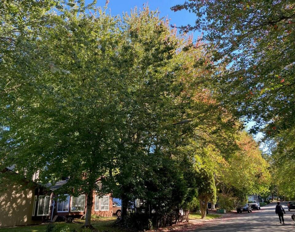 Comment: Without more trees, B.C.’s next heat dome could be even deadlier